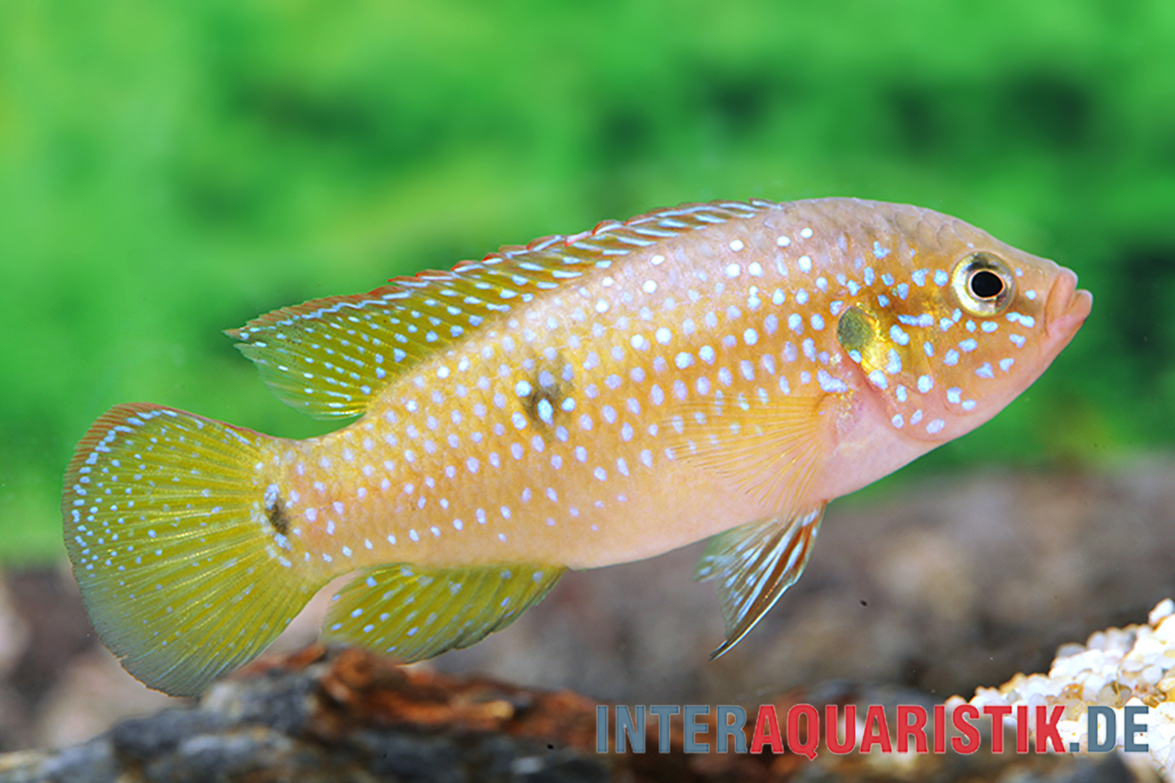 Bunter Aquarienfisch mit blauen Punkten